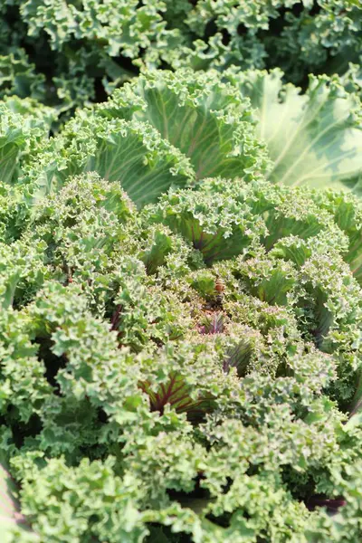 Kohlkopf im Garten mit der Natur — Stockfoto