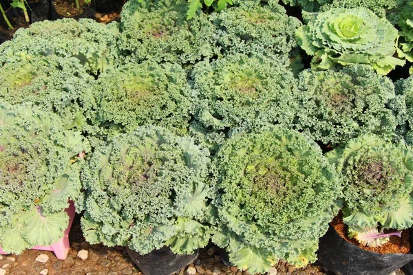 Head cabbage in the garden with nature — Stock Photo, Image