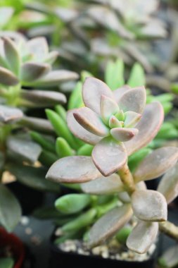 Güzel küçük tencerede kaktüs