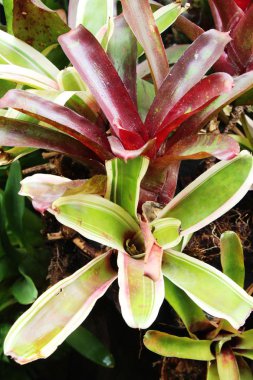 Bromeliad Çiçek bahçesinde bulunan doğa