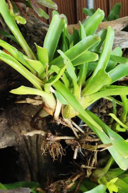 Bromeliad Çiçek bahçesinde bulunan doğa