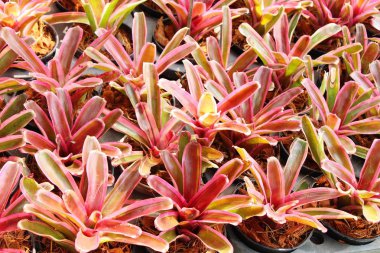 Bromeliad Çiçek bahçesinde bulunan doğa