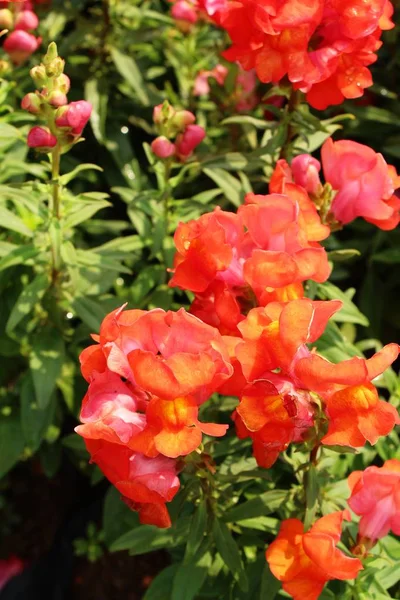 Vackra bloom färgglada blommor i trädgården — Stockfoto