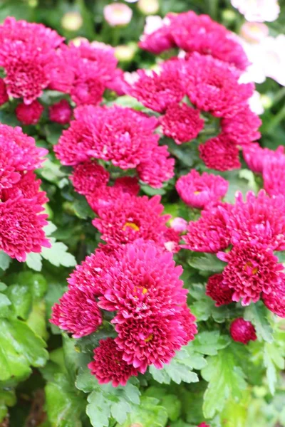 V zahradě je krásný květ chryzantémy — Stock fotografie