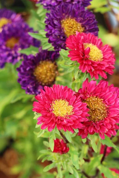 Crisantemi fiore è bello in giardino — Foto Stock