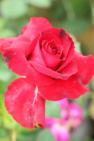 Mooie rozen is bloei in de tuin — Stockfoto
