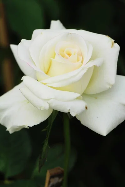 Hermosas rosas florecen en el jardín — Foto de Stock