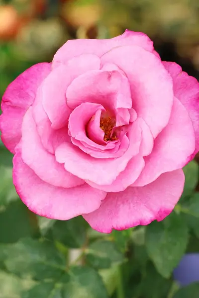 Belle rose sta fiorendo nel giardino — Foto Stock