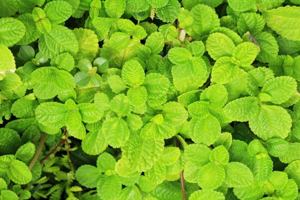 Hojas de menta en el jardín con la naturaleza — Foto de Stock