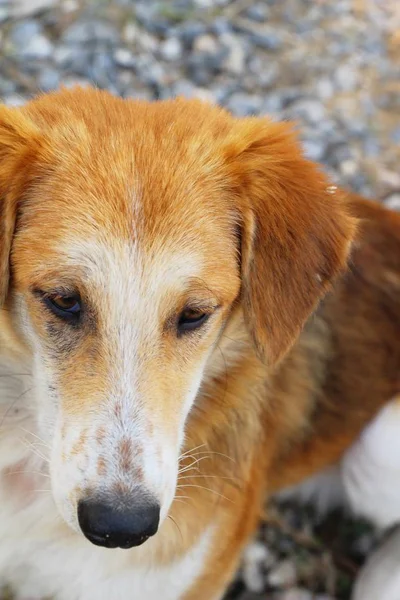 Chien Marchait Dans Rue — Photo