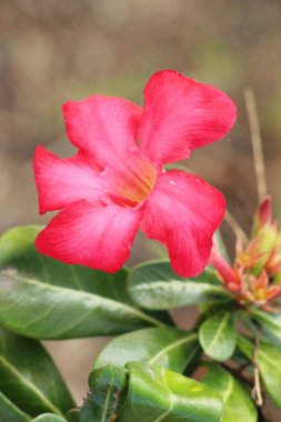 Açelya çiçek çok güzel Bahçe