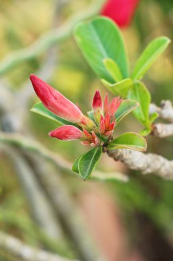 Açelya çiçek çok güzel Bahçe