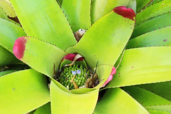 Ananasväxter blomma i trädgården med naturen — Stockfoto