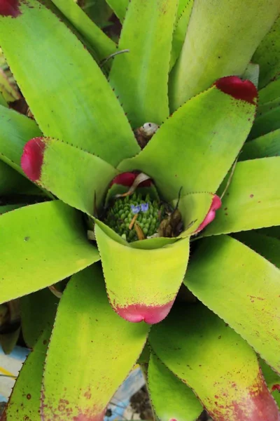 Bromeliad flower in the garden with nature — Stock Photo, Image
