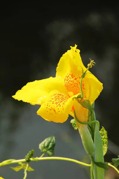 Yellow flower is beauty in the garden — Stock Photo, Image