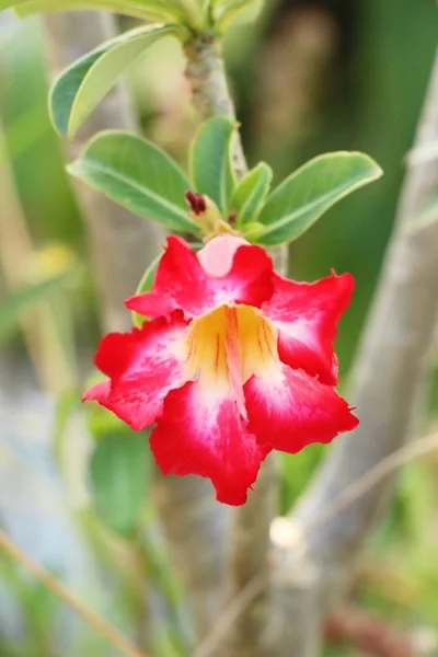 Azaleen blühen schön im Garten — Stockfoto