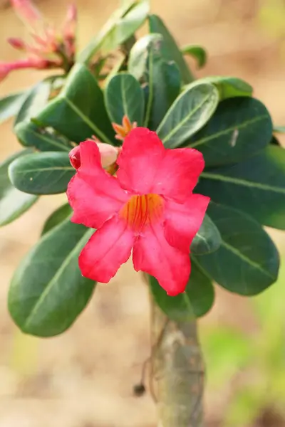 Azalea flowers is beautiful at the garden — Stock Photo, Image