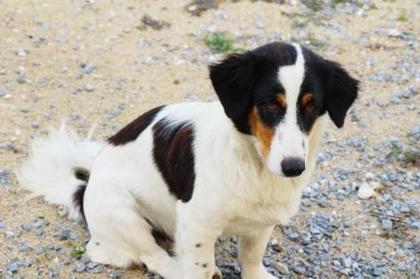 Köpek sokakta yürüyor