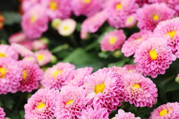 Crisantemi fiore è bello in giardino — Foto Stock