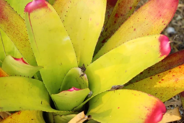 Bromeliade fiore in giardino con la natura — Foto Stock