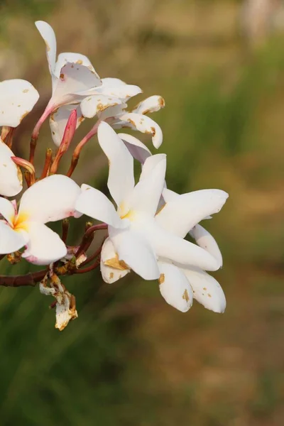 Plumeria fleur avec belle dans la nature — Photo