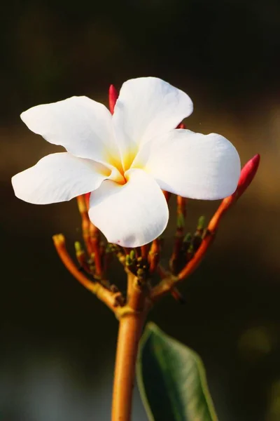 Plumeria fleur avec belle dans la nature — Photo