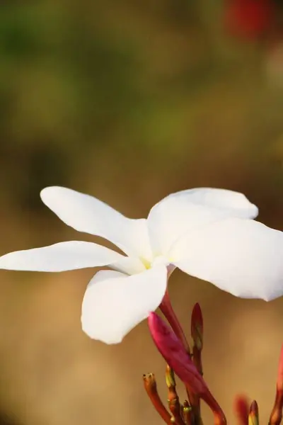 Plumeria fleur avec belle dans la nature — Photo