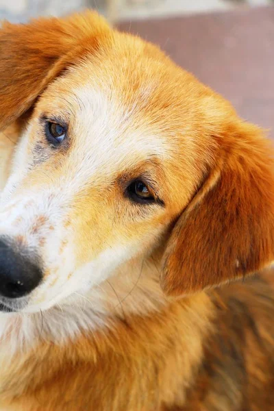 Hond was is wandelen op straat — Stockfoto