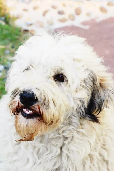 Perro era está caminando en la calle —  Fotos de Stock