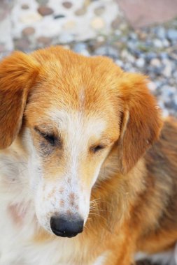 Köpek sokakta yürüyor