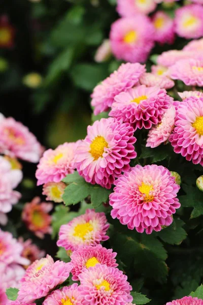 Chrysanten bloem is mooi in de garde — Stockfoto