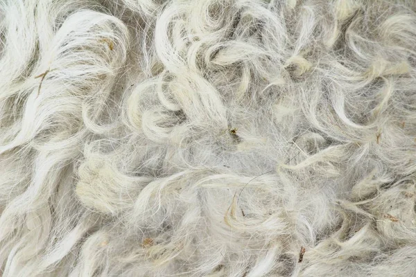 Biały pies tekstura tło — Zdjęcie stockowe