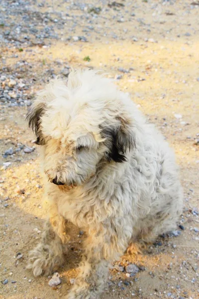 Cão estava caminhando na rua — Fotografia de Stock