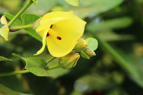 Fiore giallo è bellezza in giardino — Foto Stock