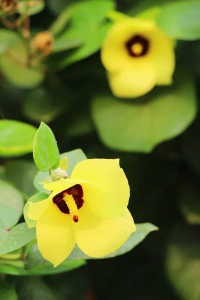 Flor amarela é beleza no jardim — Fotografia de Stock