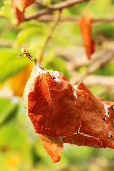 Ants nest on the tree with nature — Stock Photo, Image