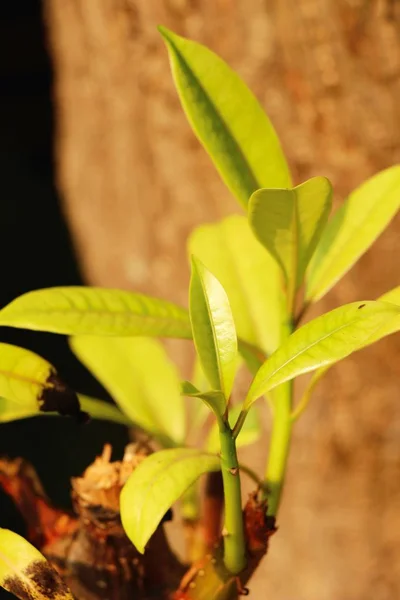 Green leaf in the garden with nature — Stock Photo, Image