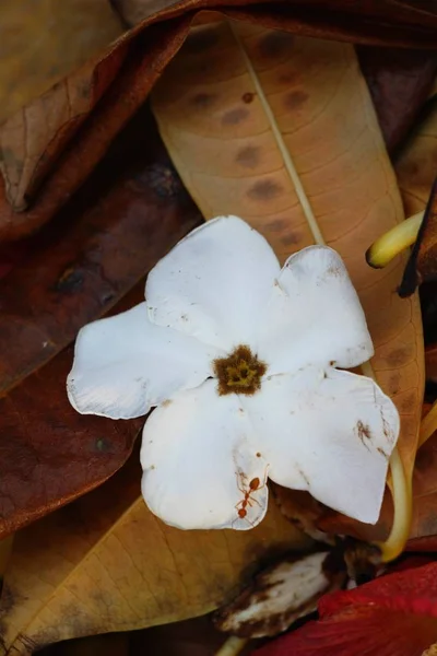 Plumeria flor com bonito na natureza — Fotografia de Stock