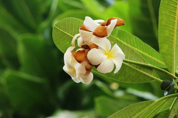 Plumeria flor com bonito na natureza — Fotografia de Stock