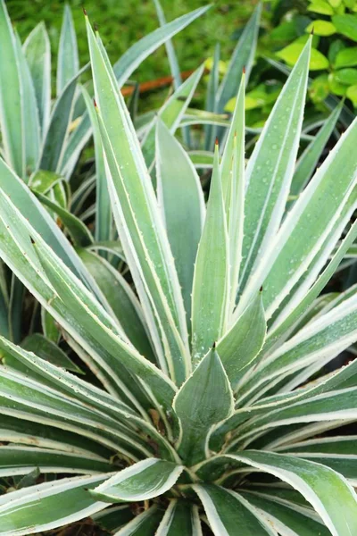 Hoja verde en el jardín con la naturaleza — Foto de Stock