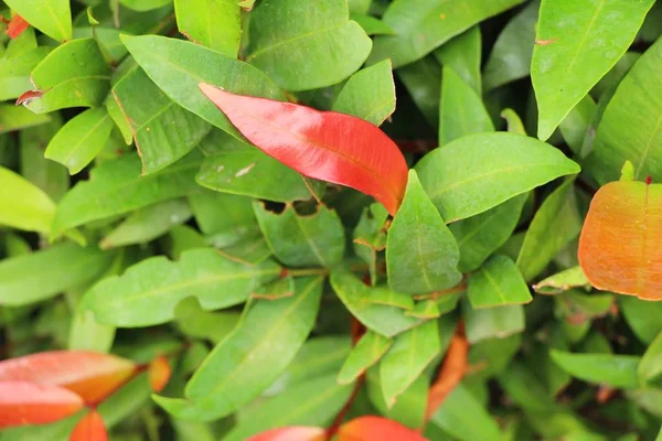 Rode bladeren in de tuin met de natuur — Stockfoto