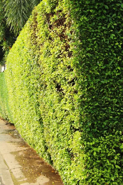 Grünes Blatt im Garten mit der Natur — Stockfoto