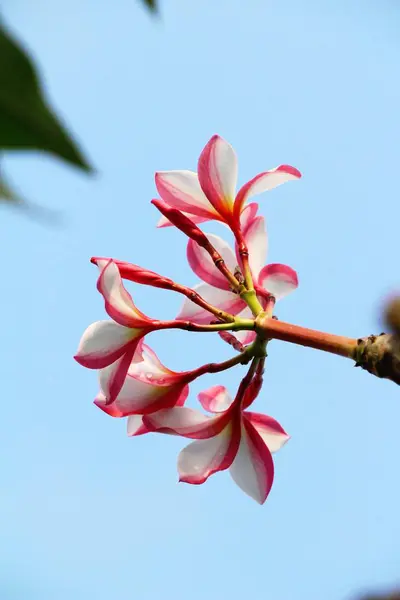 Plumeria flor com bonito na natureza — Fotografia de Stock