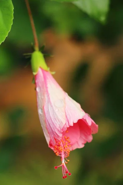 Hibiscus bloem op mooi in de natuur — Stockfoto