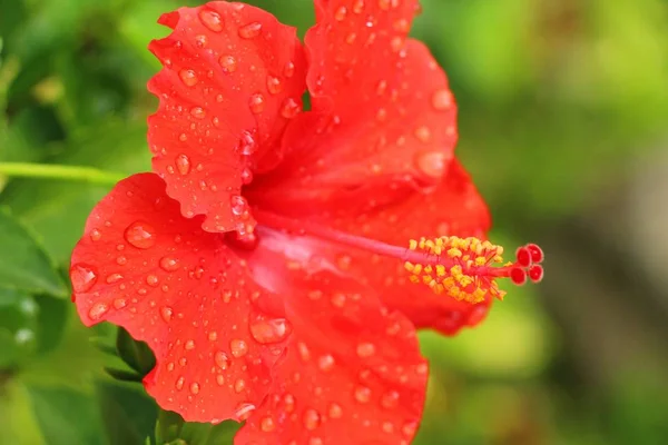 Flor de hibisco em belo na natureza — Fotografia de Stock