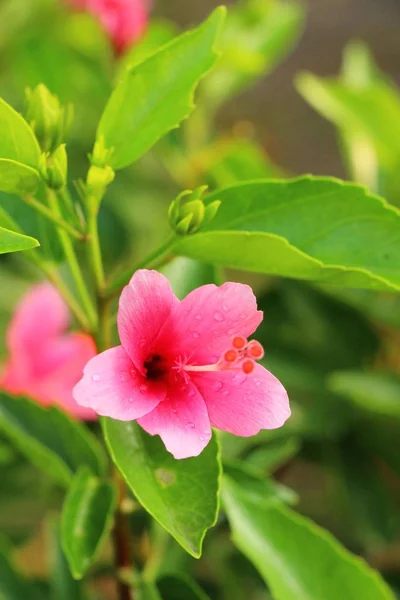 La flor del hibisco a hermoso en la naturaleza —  Fotos de Stock