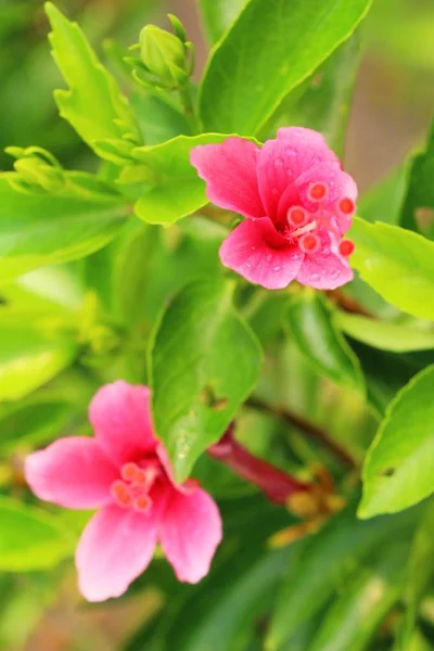 Hibiskusblüte schön in der Natur — Stockfoto