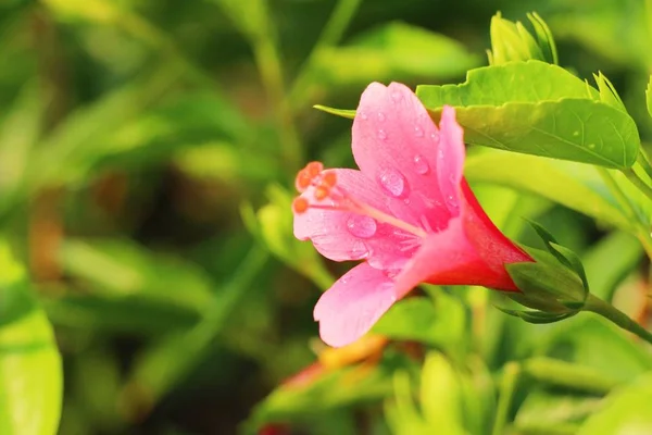 La flor del hibisco a hermoso en la naturaleza — Foto de Stock