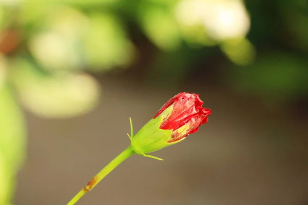 La flor del hibisco a hermoso en la naturaleza —  Fotos de Stock