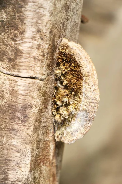 Cogumelo Lingzhi ou Ganoderma lucidum com a natureza — Fotografia de Stock